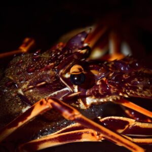 lobster, meal, food-4278791.jpg